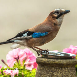 La coloration structurale