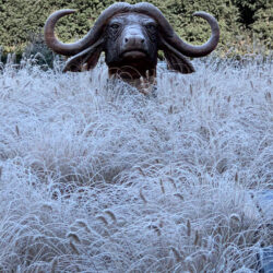 Der Büffel im Winter