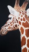 giraphe2